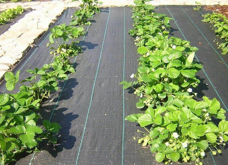 La Importancia de los Cobertores Agrícolas: Films, Mulch y Geotextiles en la Agricultura Chilena - Garden Market