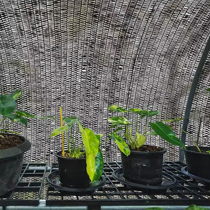 Malla Raschel 50% sombra, Negro - 2,1x50m