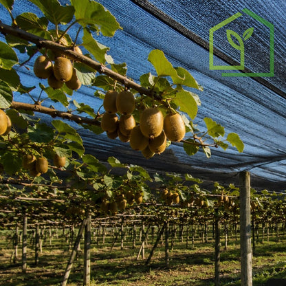 Malla Raschel 65% sombra, Negro - 2,1x100m-Mallas Raschel-HBTA06-Garden Market