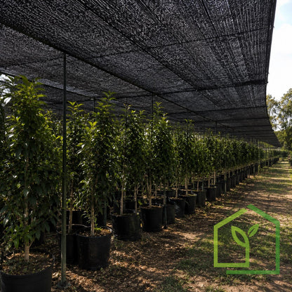 Malla Raschel 80% sombra, Negro - 2,1x100m-Mallas Raschel-HBRS16-Garden Market