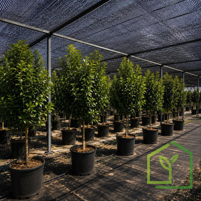 Raschel Negro 80% 2.1x5 Metros-Mallas Raschel-HBRS12-Garden Market